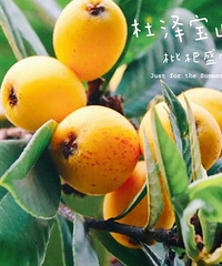浙江大紅袍枇杷5斤大果現摘現發