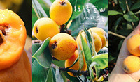 大紅袍枇杷5斤大果,皮薄多汁現摘現發