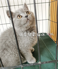 Ӣ����è�������¼�