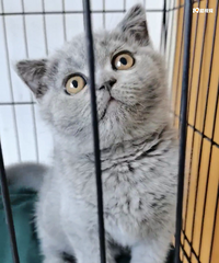 Ӣ����è�������¼�