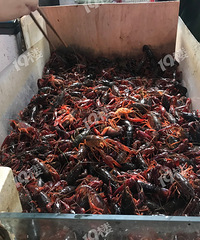 小龍蝦價格大跳水?這個夏天好多杭州人實現小龍蝦自由了