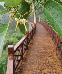 ҹ��������������֪����