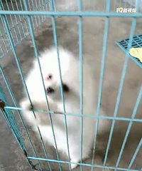 ��������Ȯһֻ