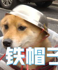 连汪星人都戴头盔了!你还不安排?