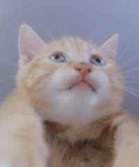 橘猫收养
