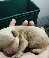 小奶狗,便宜出