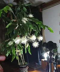 杭州一戶人家,昨夜家里花開滿樹!朋友圈刷屏:好神奇