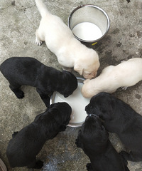 ���ۼ�����ֳѪͳ������Ȯ