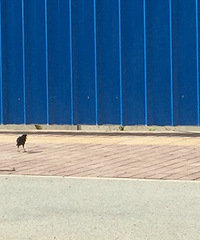 ������ѻ��ż��