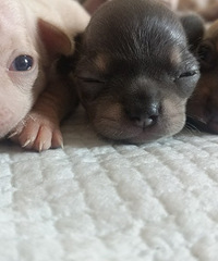 С�̹�������