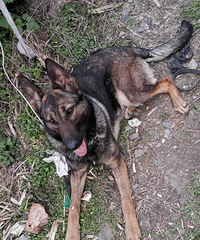 东德牧羊犬
