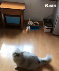 家里的公宝宝,,由于家庭原因不能继续养,希望找个有爱的家庭