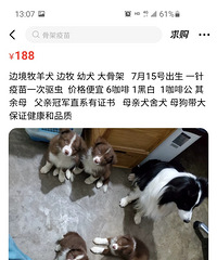 边境牧羊犬边牧幼犬大骨架7月15号出生一