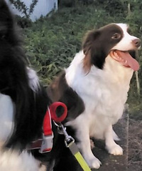 边境牧羊犬边牧幼犬大骨架7月15号出生一