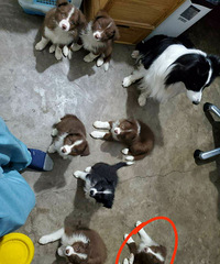 �г���������