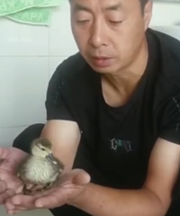 男子網購孔雀蛋,結果孵出…哈哈給我整笑了