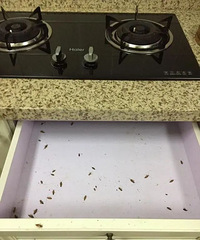 鄰居全款買下江景房,就為這?杭州姑娘家里蟑螂千軍萬馬般涌出來