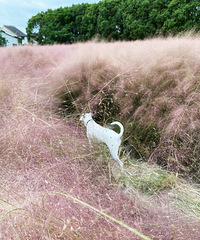 �򻨴���һֻ��