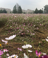 去西湖姊妹湖看花海,看到這一幕心好痛