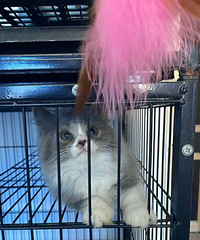 ����Сè��