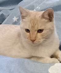 好温顺的金渐层女猫求领养