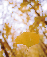 ���°�ȫ�����ӹ��͵�ͼ���������ѵġ������������ӡ�