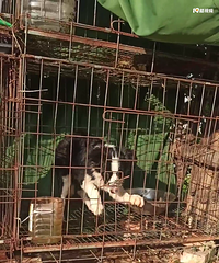 �����¹�