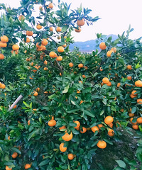 �ٺ�����2.5һ��