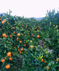 �ٺ�����2.5һ��