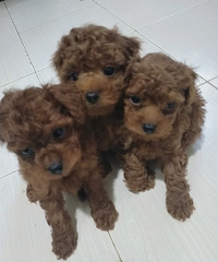 家养红泰迪找新家