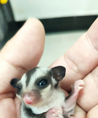 ���۴�����С����