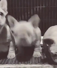 双血统纯种法国斗牛犬两个月了两公一母找家长了