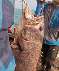 96斤野生石斑魚!舟山船老大40年頭一次見到,賣了4800元