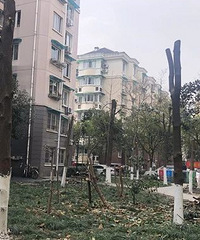 為什么最近杭州很多小區都在修剪樹木?業主卻對此意見不一