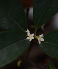四九寒冬,桂花還在開花?嘿,還真不奇怪!
