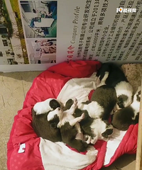 ���ε�С����