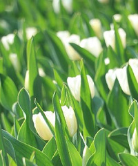 太子灣入園需提前預約