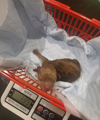 �����ֶ�����ֻС̩��