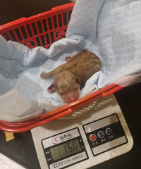 �����ֶ�����ֻС̩��