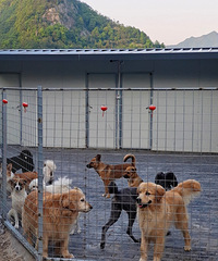 ���С������Ȯ��ȼٵĲ��ֹ�����