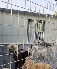 ���С������Ȯ��ȼٵĲ��ֹ�����