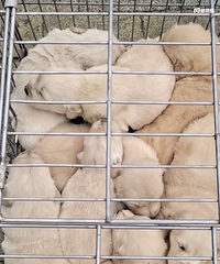 �����ů��������