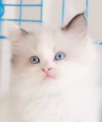 3����˫��ż