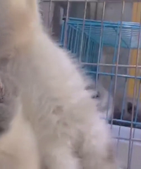 ��ֻ����С�ɰ���