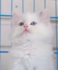 2����˫��ż