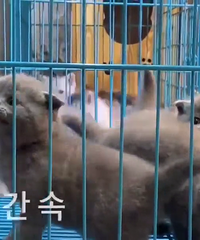 ���������ĺÿɰ�ѽ