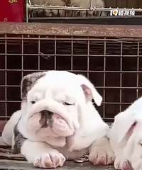 ��ƷӢţһ��