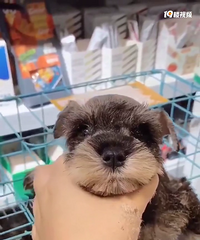 ����ɫѩ����ĸ