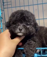 ���»�̩������