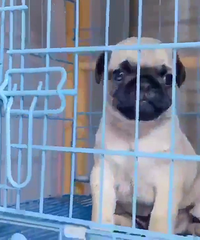 С�͸硫�����Ĵ�ͷ��